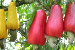 Cashew Fruit