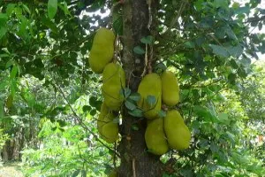 Jackfruit