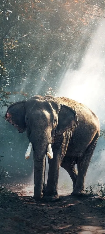 Kerala Elephant