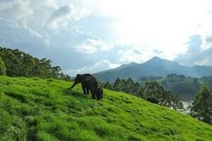 Kerala Taxis-Mattupetty Dam