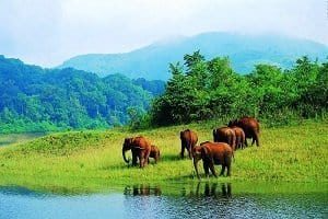 Thekkady Sightseeing