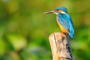 Kumarakom Bird Sanctuary