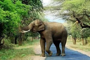 Chinnar Wildlife Sanctuary