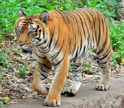 Zoo to visit in Kerala