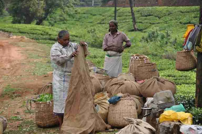 Vagamon tea plantation