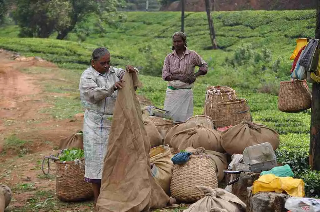 Vagamon tea plantation
