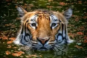 Thekkady Kerala Tourism: A Guide to Exploring the Heart of Kerala’s Natural Wonders